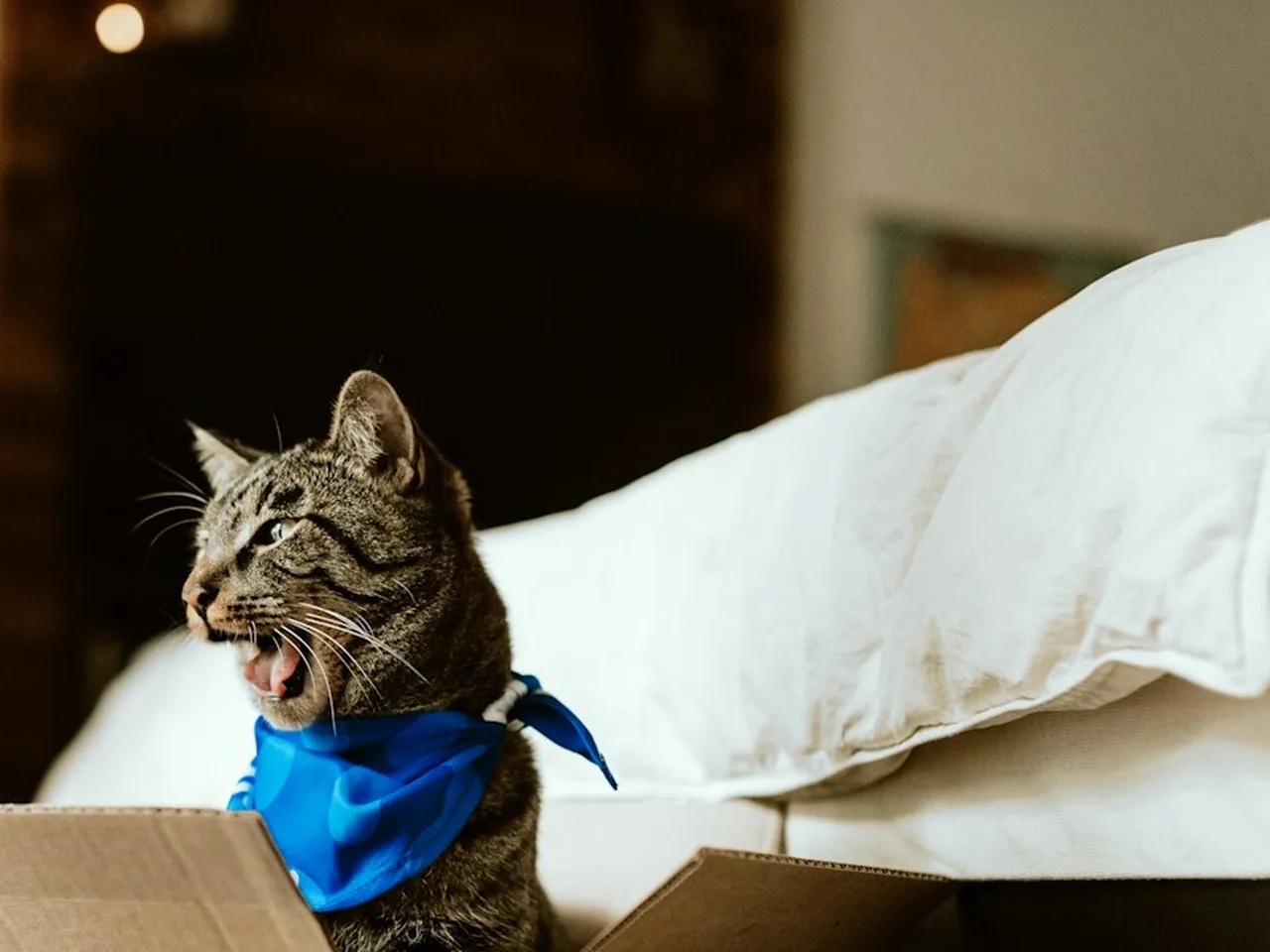 Tabby cat sitting in an open cardboard box.