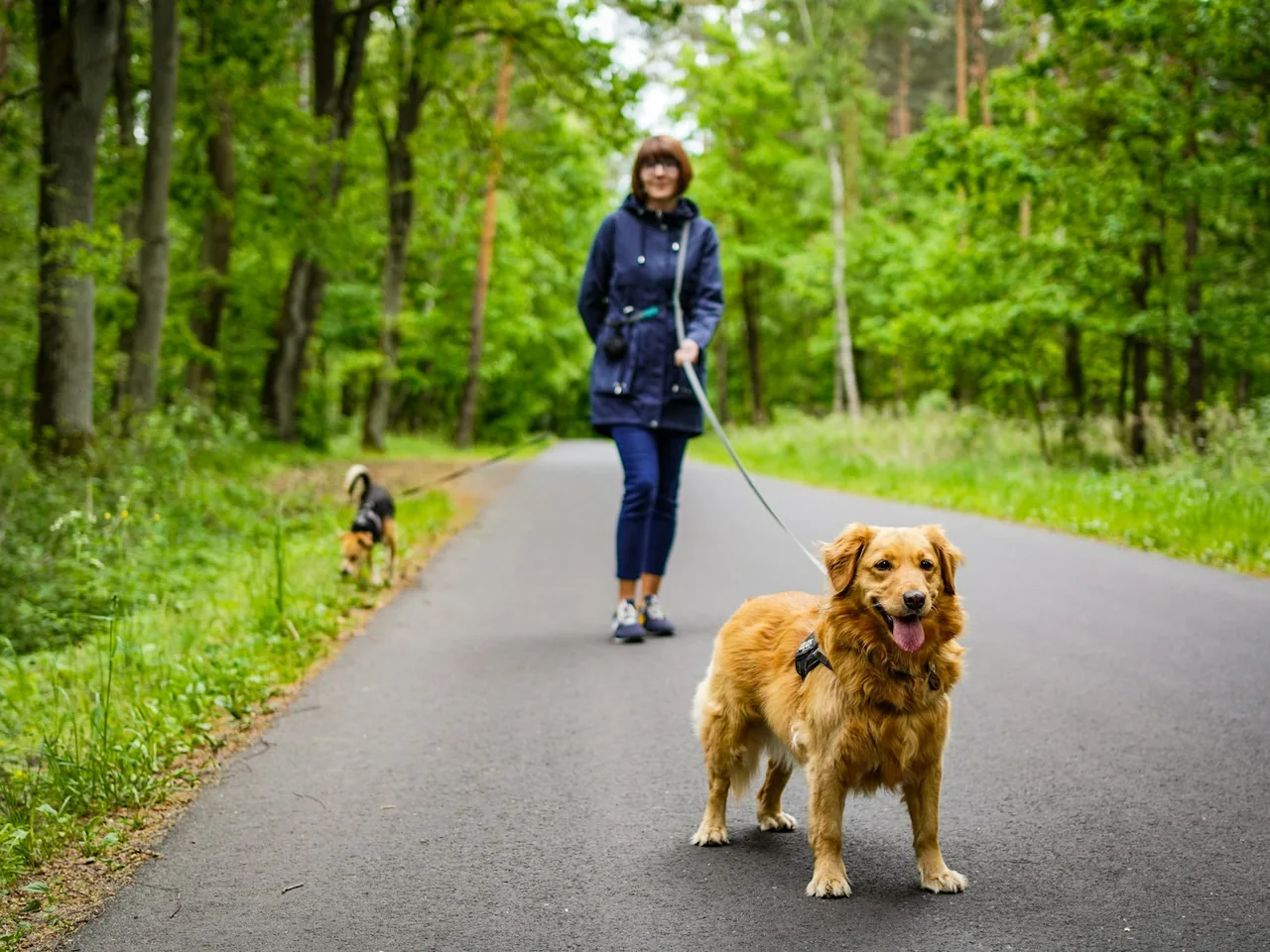 a person walking a dog on a leash on a path in the woods