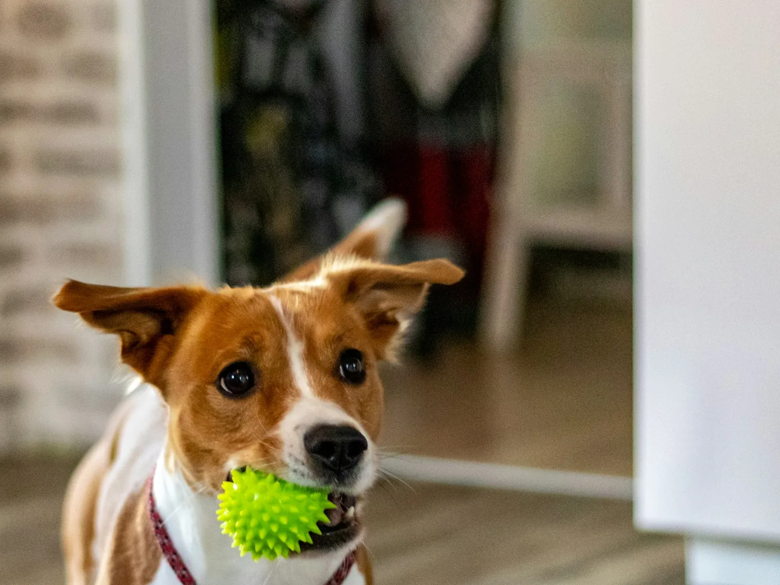 dog biting rubber ball