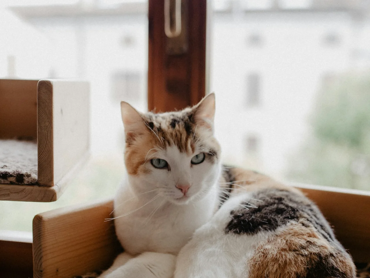 a cat sitting on a cat bed in a window sill