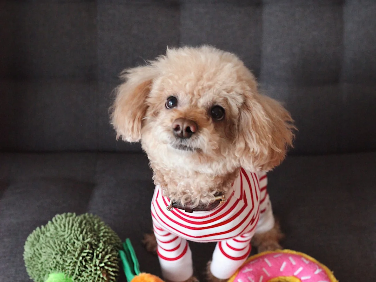 brown toy poodle puppy on sofa