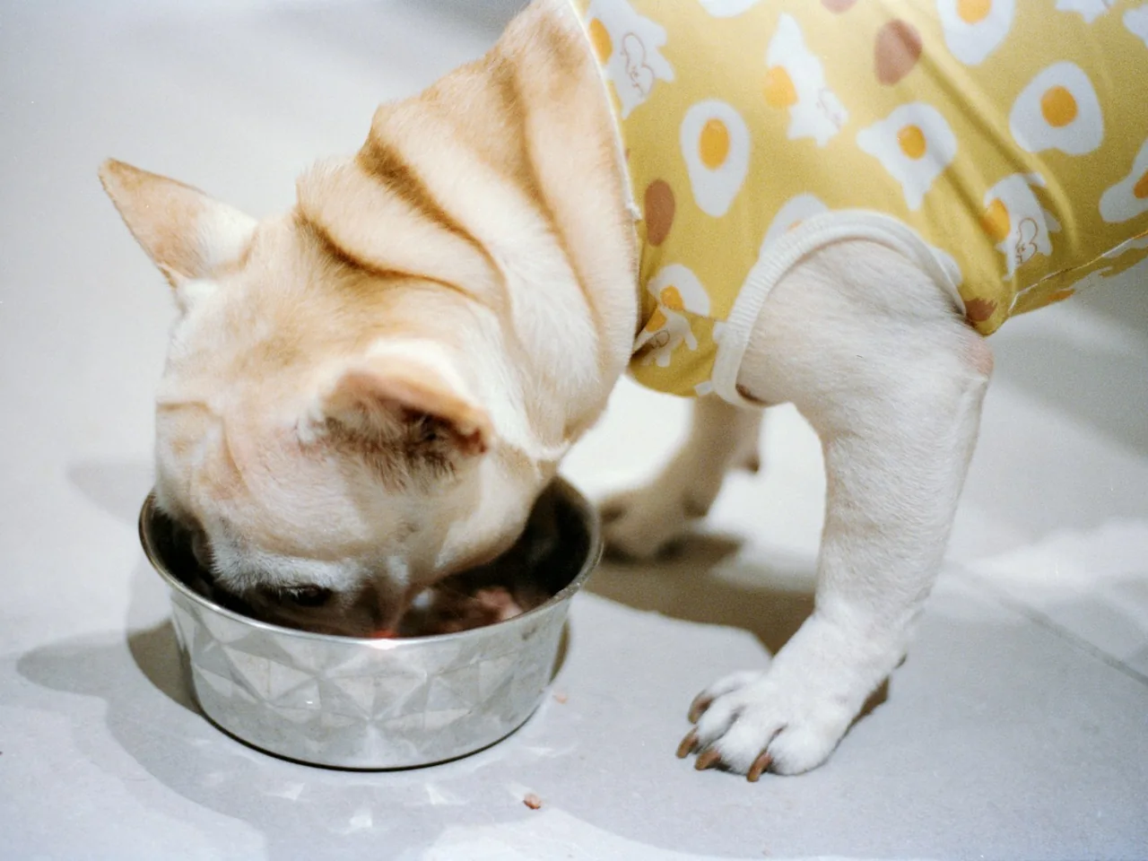 A french bulldog eating from a metal bowl